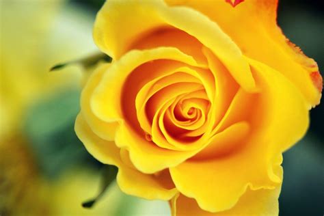 m4ufree yellow rose|Yellow Rose – Movies on Google Play.